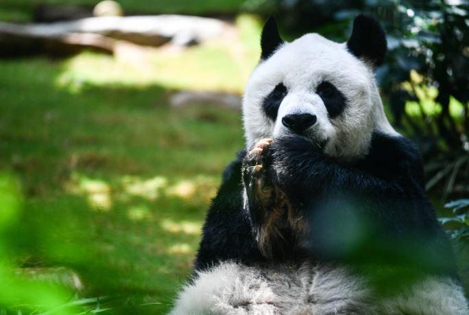 ہانگ کانگ : دنیا کا معمر ترین پانڈا  انتقال کرگیا