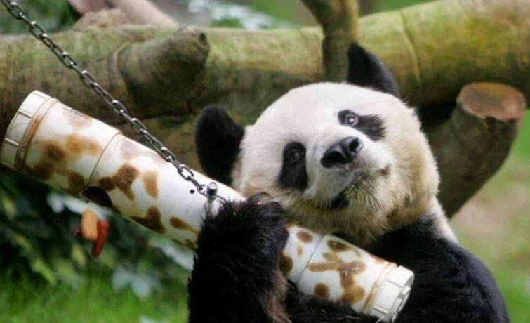 Longest-living male giant panda dies at 35