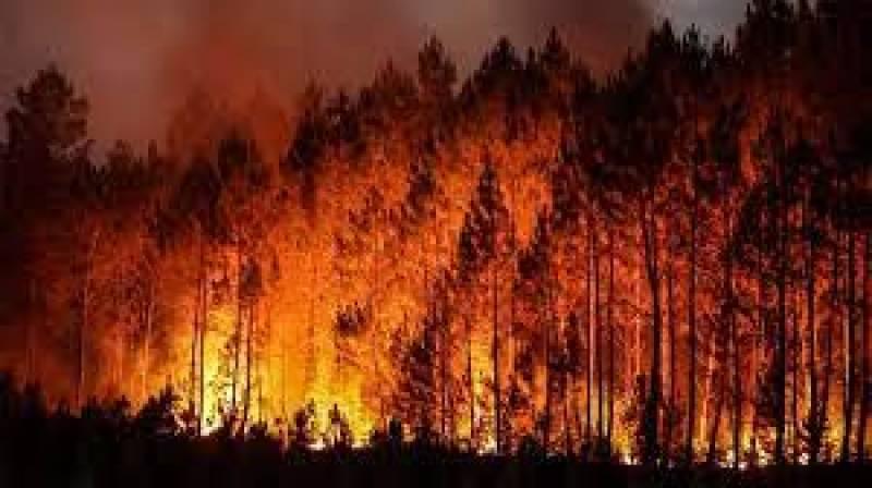 2022 sees record Europe wildfire destruction: EU