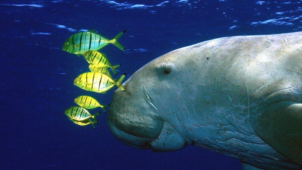 Dugong declared extinct in China