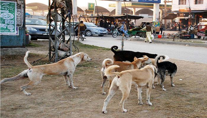 3-year-old dies after being bitten by Landlord’s dogs