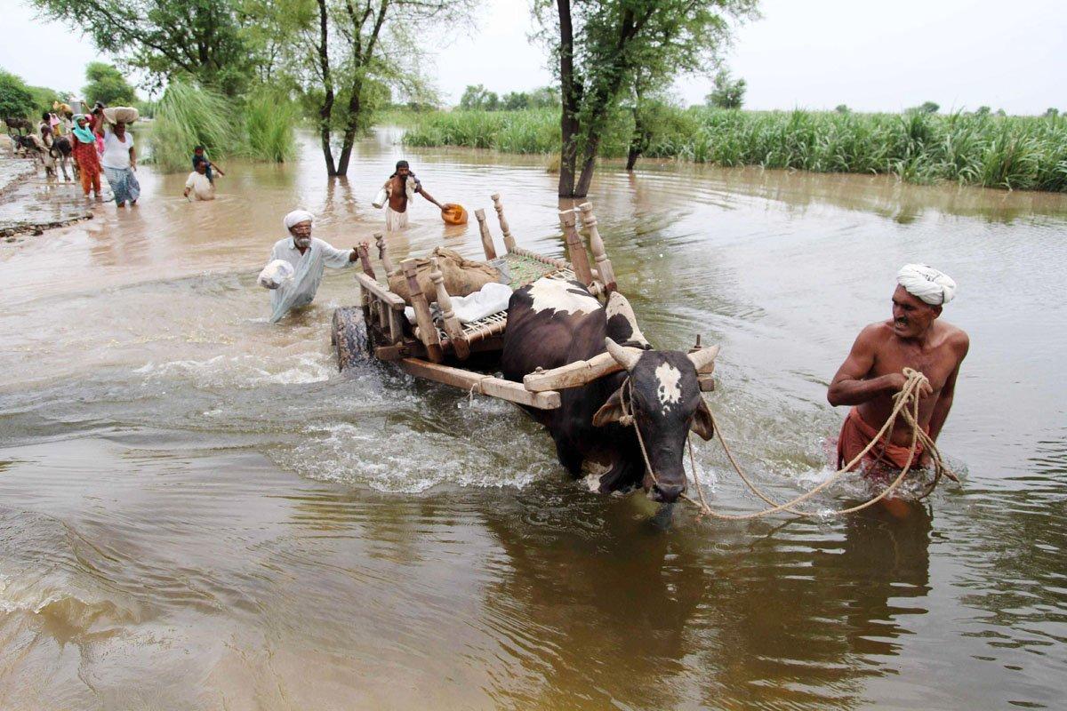 Catastrophic monsoon-triggered floods leave over 736,000 livestock dead in Pakistan 