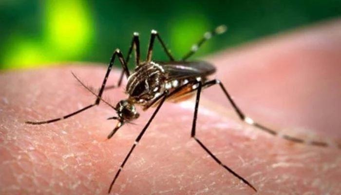 کراچی میں ڈینگی کے حملے تیز