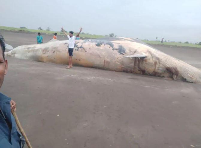 40-ft whale carcass washes ashore at Maharashtra’s Mardes Beach