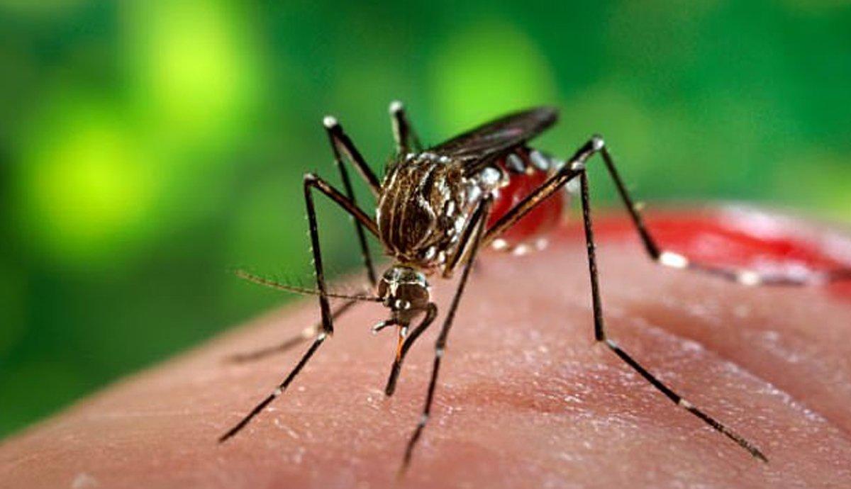 پنجاب میں ڈینگی سر اُٹھانے لگا، 24 گھنٹوں میں 131 مریض رپورٹ