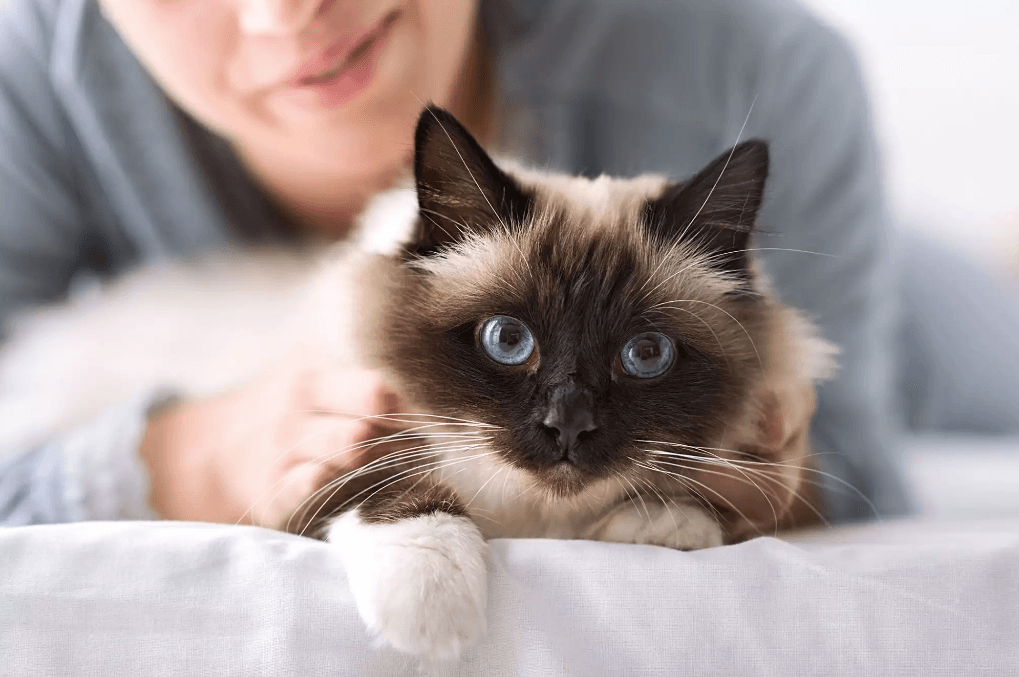 Feline fun: Seven ‘catastic’ facts about cats  