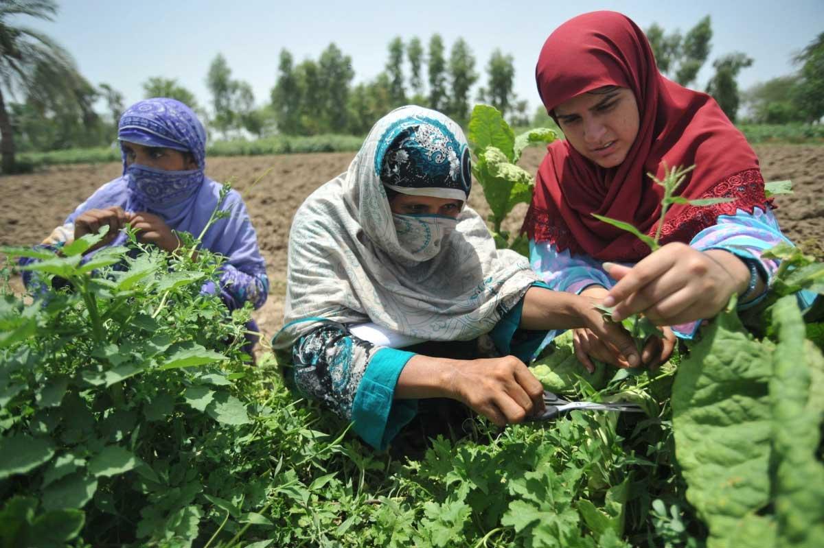 Int’l Day of Rural Women being observed today