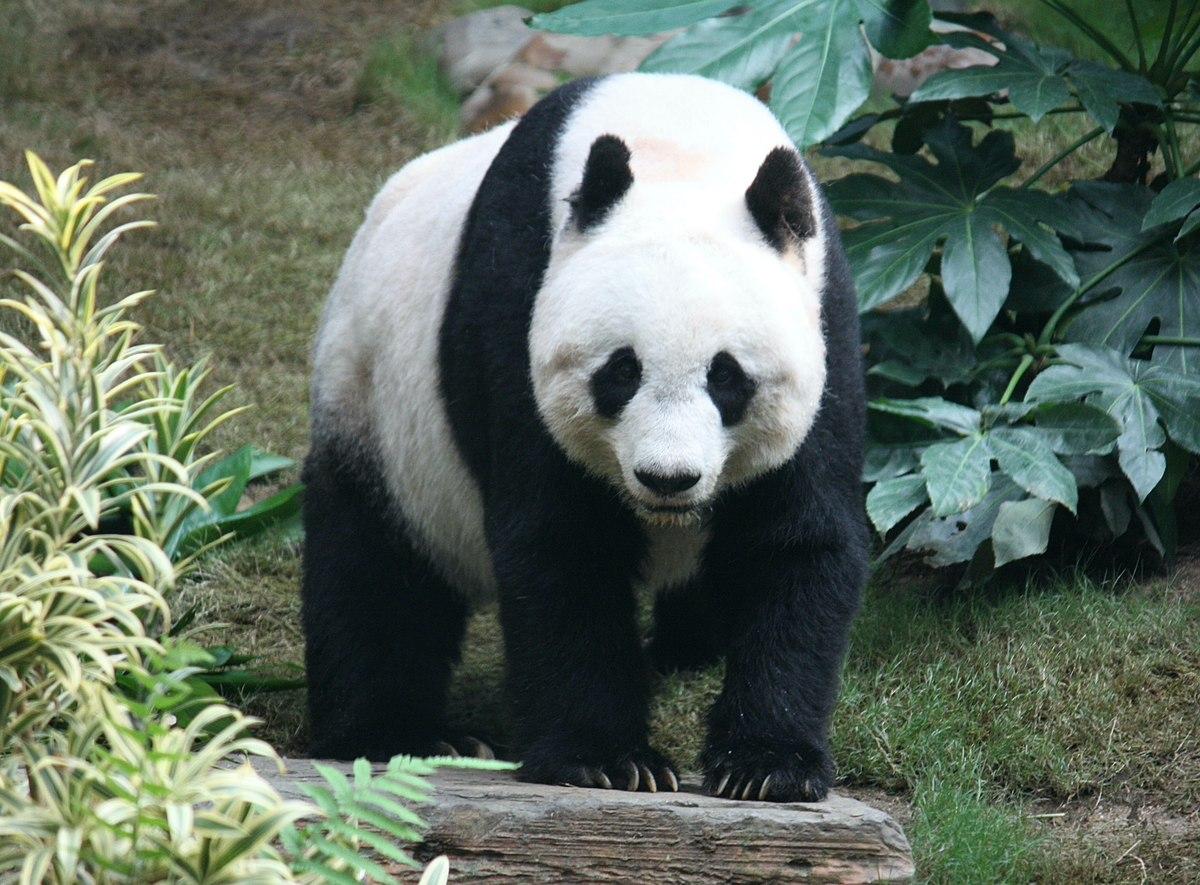 Chinese Pandas arrive in Qatar