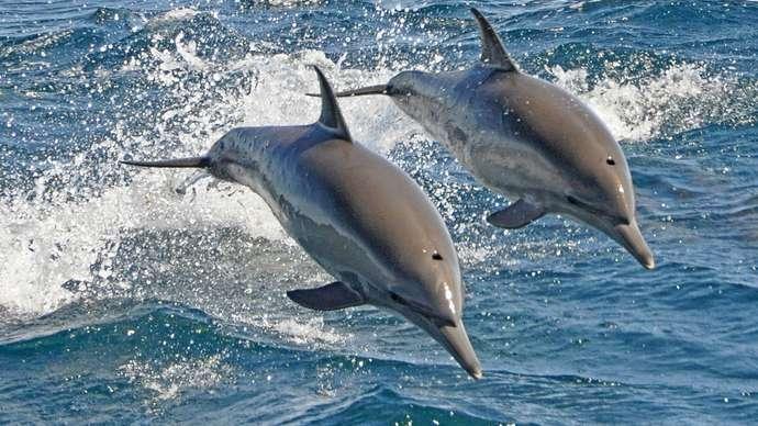 Indus dolphin nears extinction; needs protection: DG Fisheries