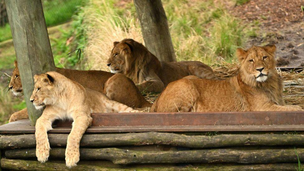 Five lions escape from their enclosure at Sydney Zoo