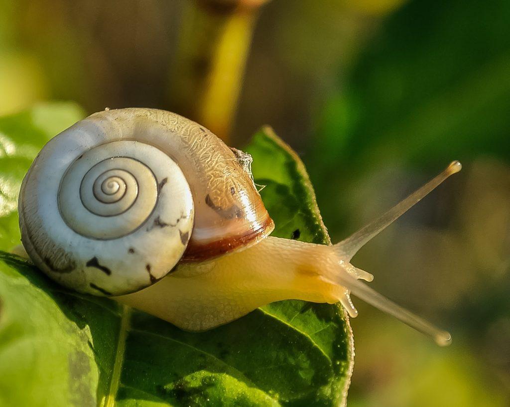 Chinese scientists develop snail mucus into adhesive for wounds