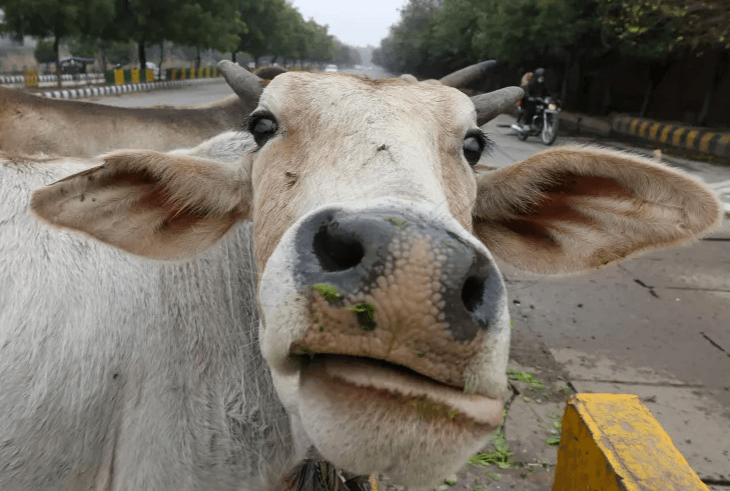 Memes about ‘Cow Hug Day’ go viral on social media