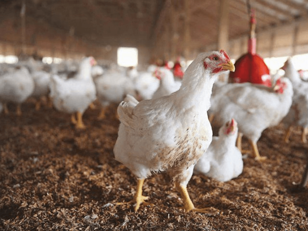 Chicken price reaches Rs700 per kg in Karachi