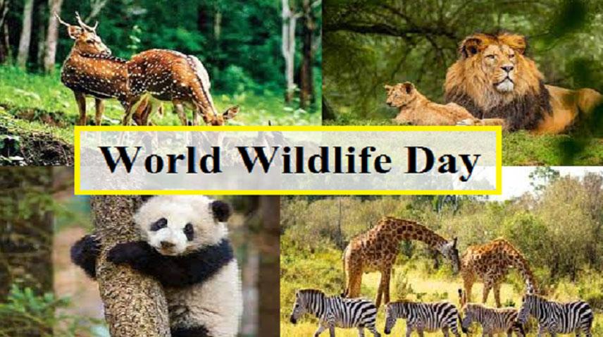 World Wildlife Day being observed today