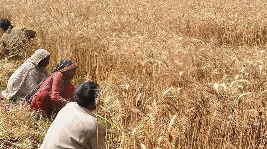 Provincial govts finalize arrangements for wheat procurement drive