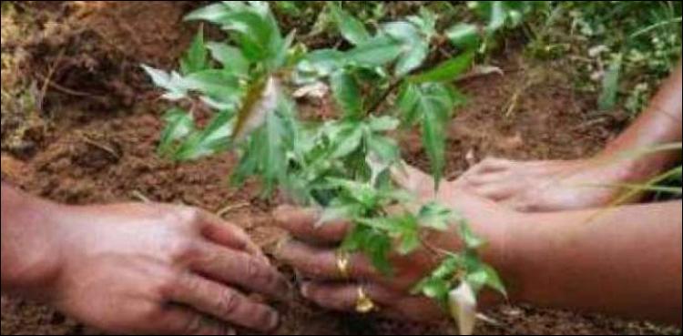 پاکستان نے ایک منٹ میں 50ہزار پودے لگانے کاعالمی ریکارڈ قائم کردیا