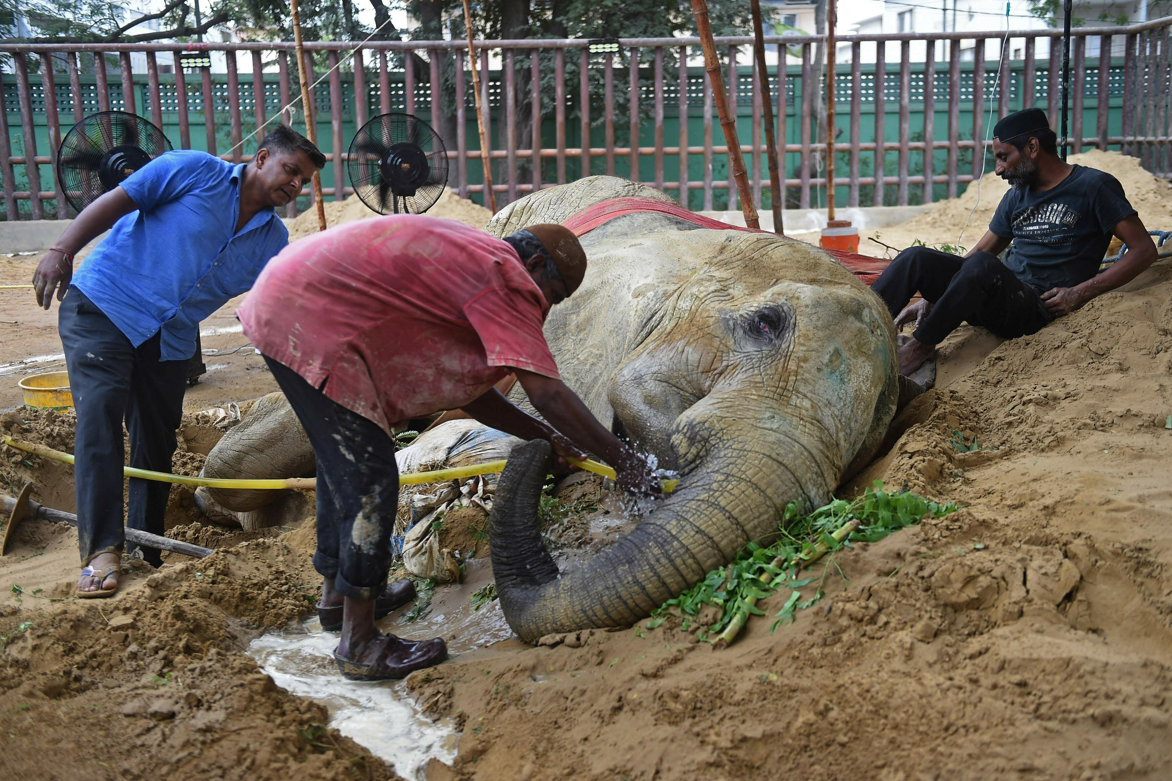 Elephant Noor Jehan breathes her last at Karachi Zoo