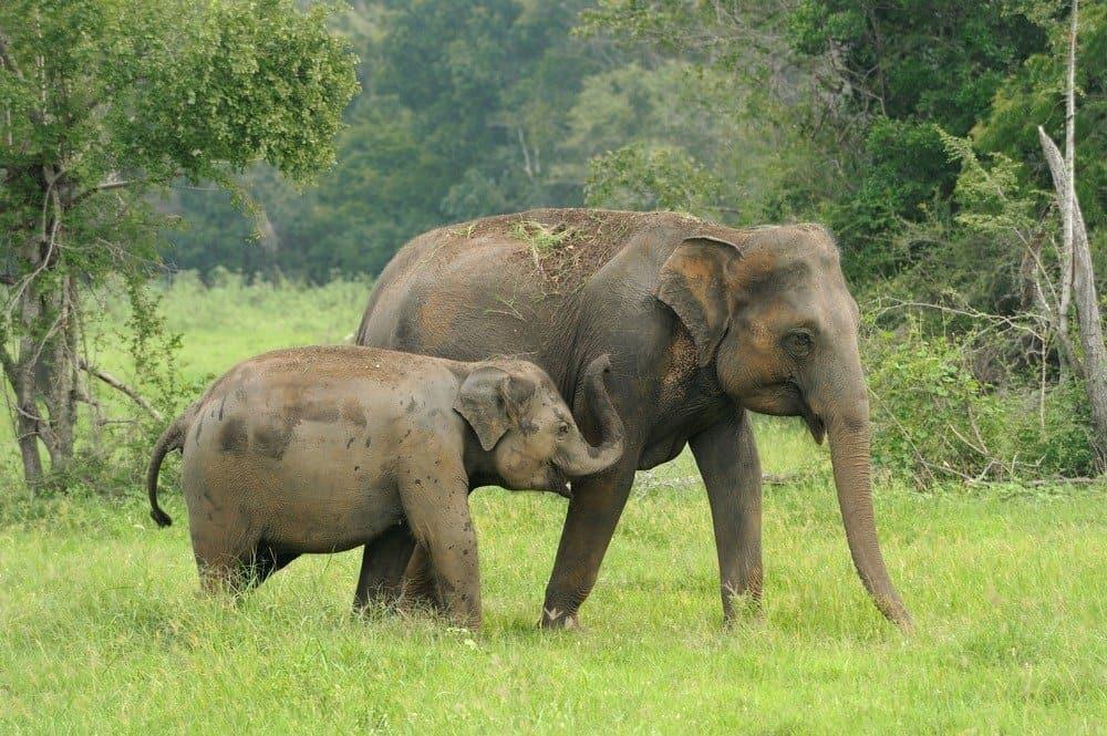 Sri Lanka offers to gift two female elephants to Pakistan