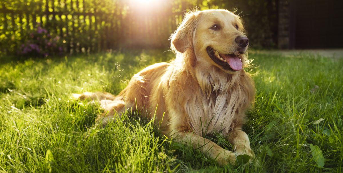 Dog's owner kills man, sets on fire for killing his pet