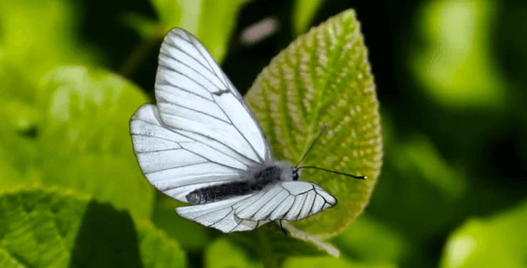 Extinct butterfly reappears in UK