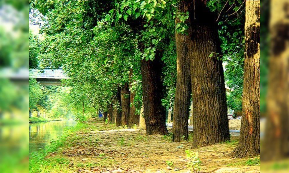 Govt to continue Billion Tree Tsunami Project