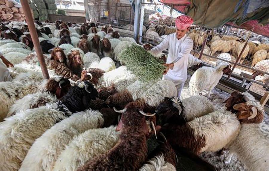 حج سیزن کےلیے 14 لاکھ سے زیادہ مویشی جدہ بندرگاہ پہنچ گئے