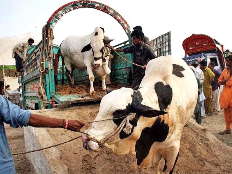 Kid enthusiasm to witness sacrificial animal results in death