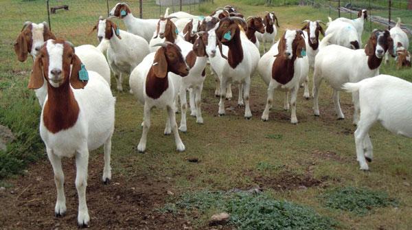 Seven goats suffocate to death in a bus compartment