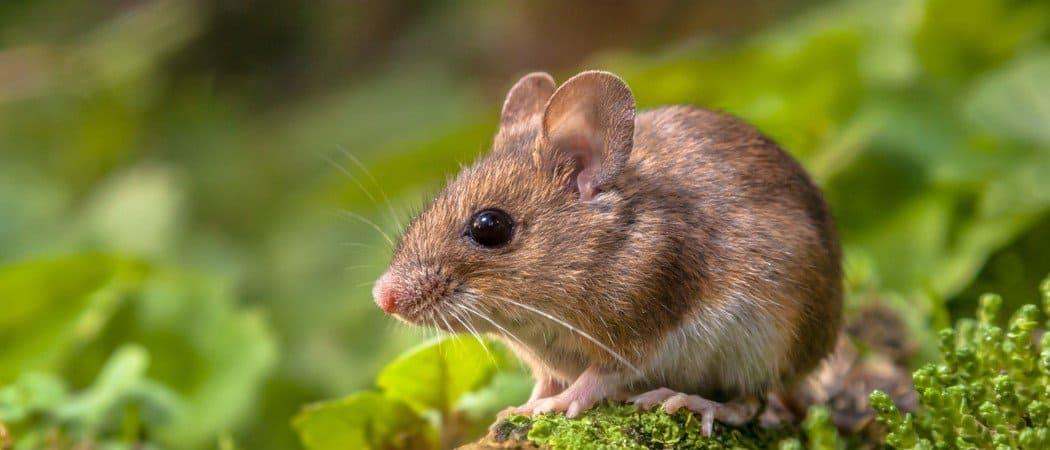 Mouse heads found in Chinese canteen lunch boxes