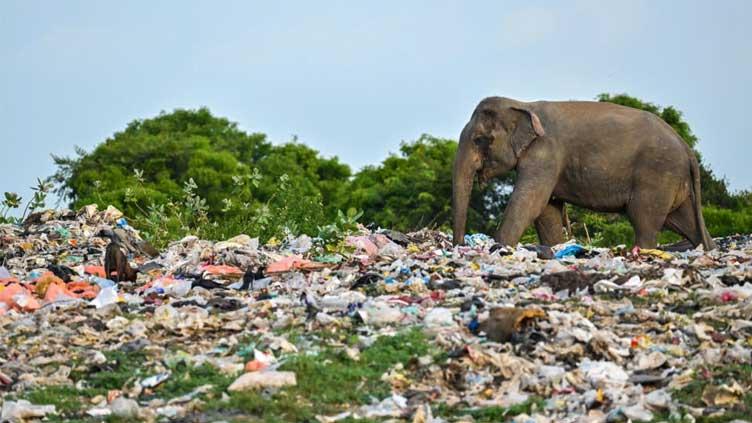 20 elephants dead after eating plastic