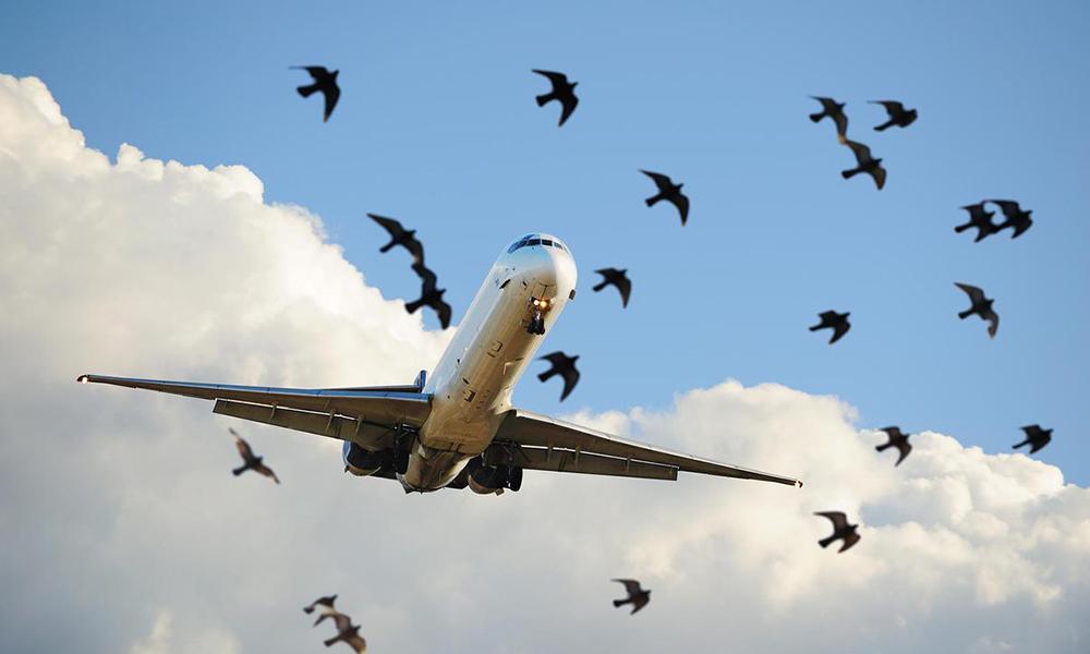 Bird strikes affect over 61 aircraft this year: report