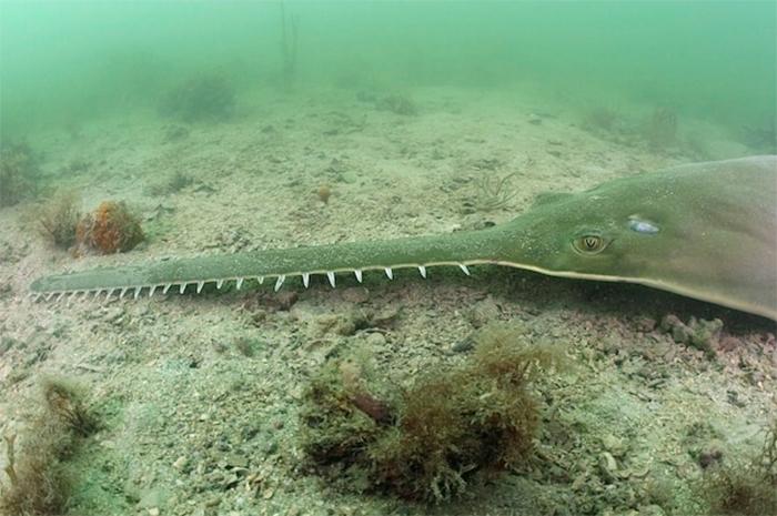 پاکستان اور ایران کی سمندری سرحد پر نایاب مچھلی ماہی گیروں کے جال میں آگئی
