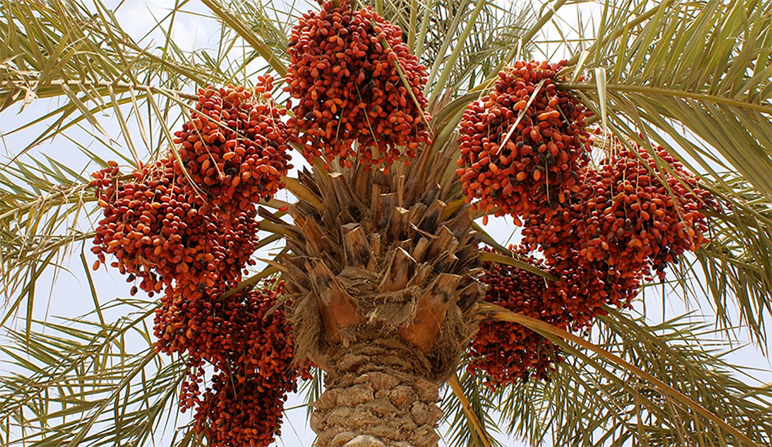 ایرانی کھجور پر ریگولیٹری ڈیوٹی 74سے کم کر کے10فیصد کرنے پر حکومت کے مشکور ہیں، چیئرمین فوڈ سٹف کمیٹی