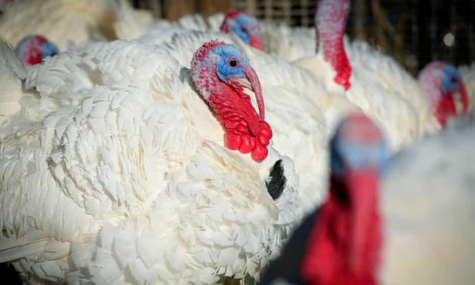 Outbreak of bird flu reported at Denmark's turkey farm