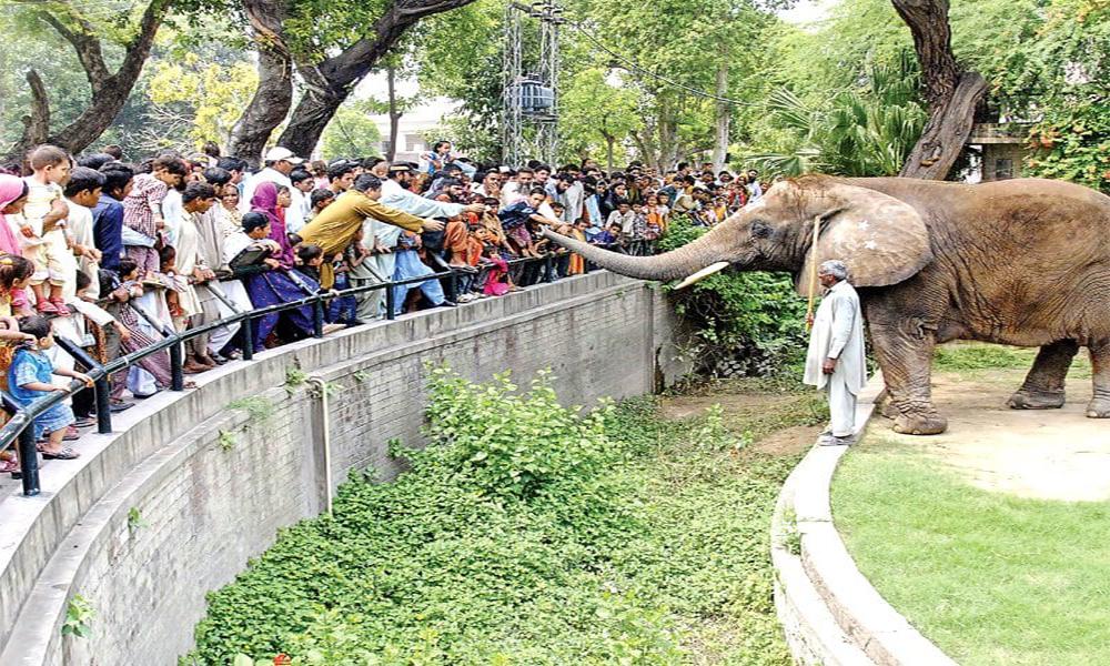 Four zoos to revamp as per int’l standard