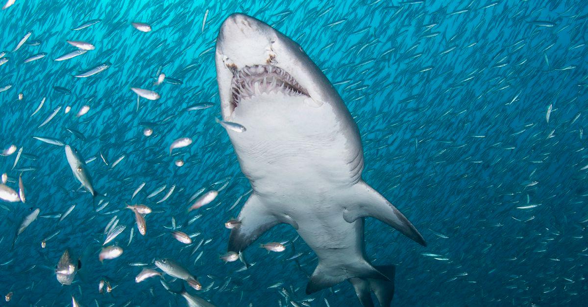 New York’s shark-infested waters are a good thing. Yes, really.