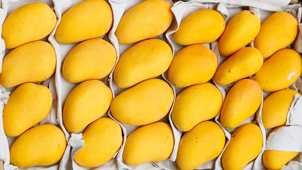 Pakistani mangoes to be exhibited at China-Eurasia Commodity Expo in Urumqi