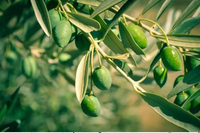 زیتون کی کاشت کیلئے گرم  علاقے اور پانی کے اچھے نکاس والی زمینیں موزوں قرار