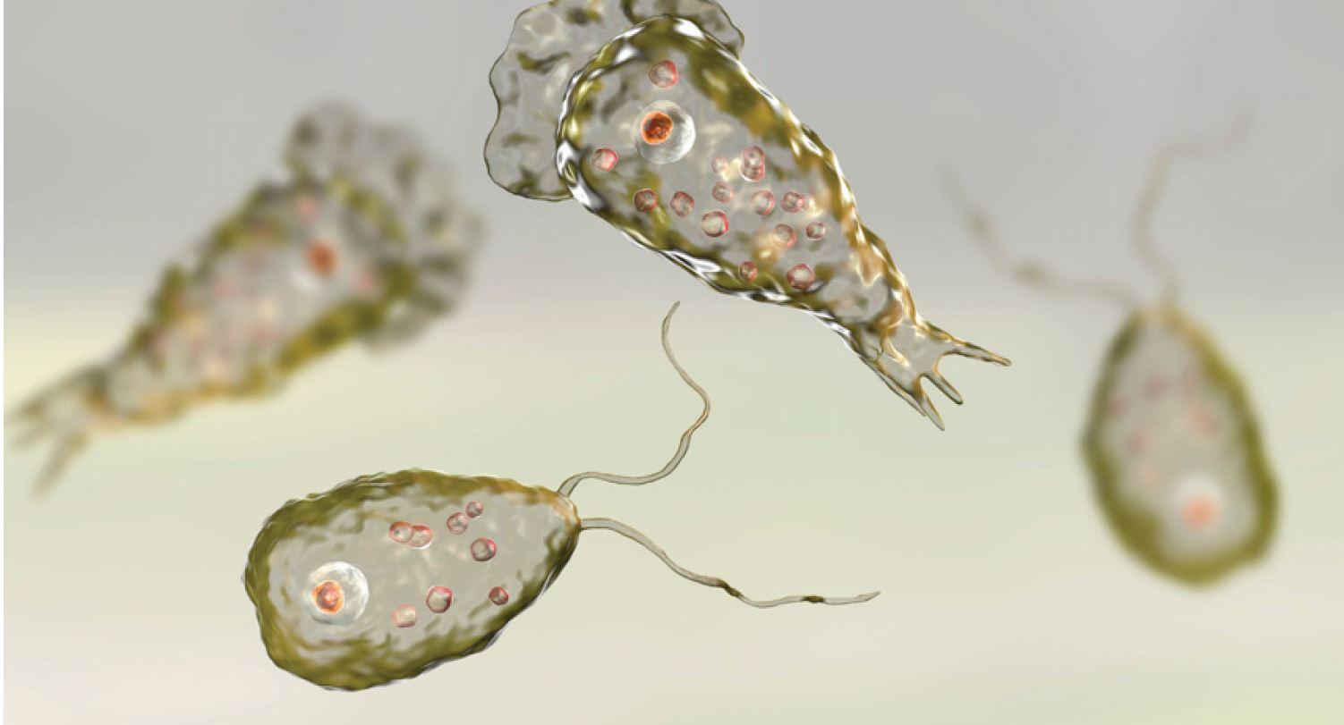 Naegleria claims another life