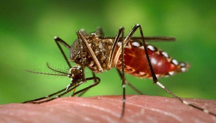 Dengue cases rapidly increase in Rawalpindi