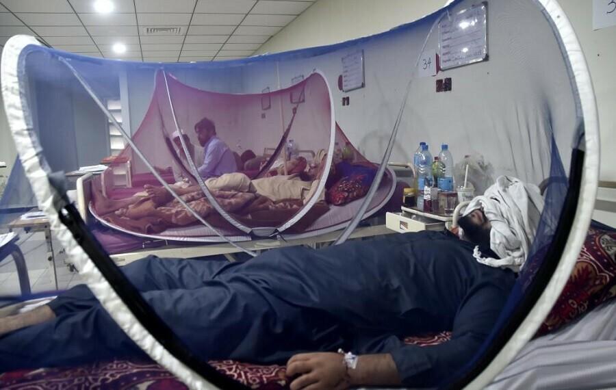 Dengue virus rapidly spreads, 59 more cases in Punjab