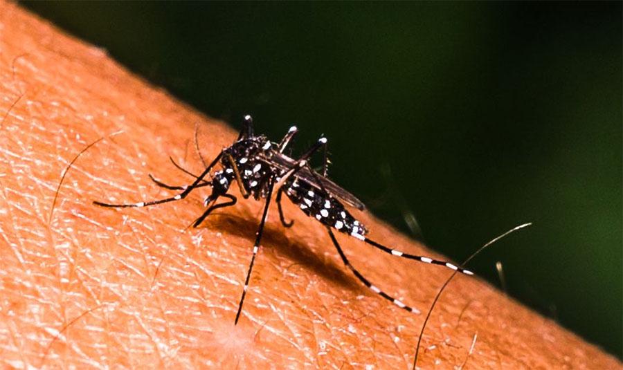 ڈینگی کیسز میں مسلسل اضافہ جاری