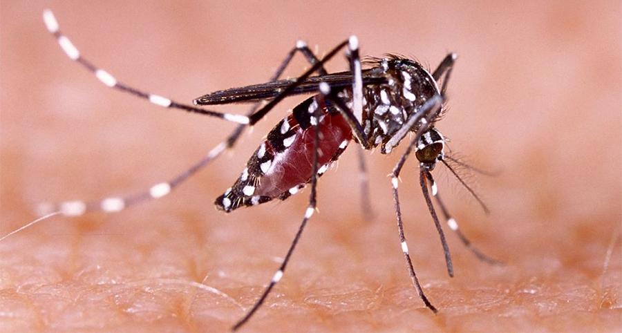 ڈینگی کیسز میں مسلسل اضافہ جاری