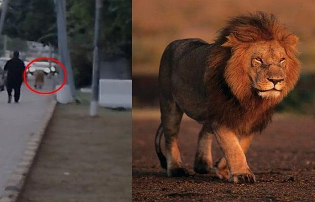شارع فیصل پرآنے والے شیر کے مالک کوعدالت نے  10 لاکھ روپے جرمانہ کردیا