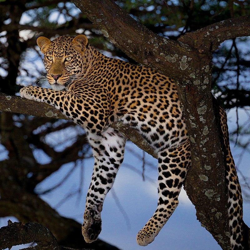 Leopard intrudes the premises of Quaid-e-Azam University