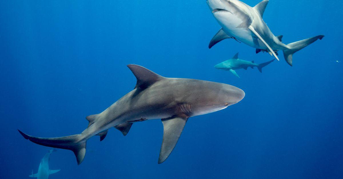 How sharks avoid the wrath of an extreme hurricane