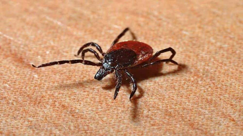 Another Congo Virus case reported in Quetta