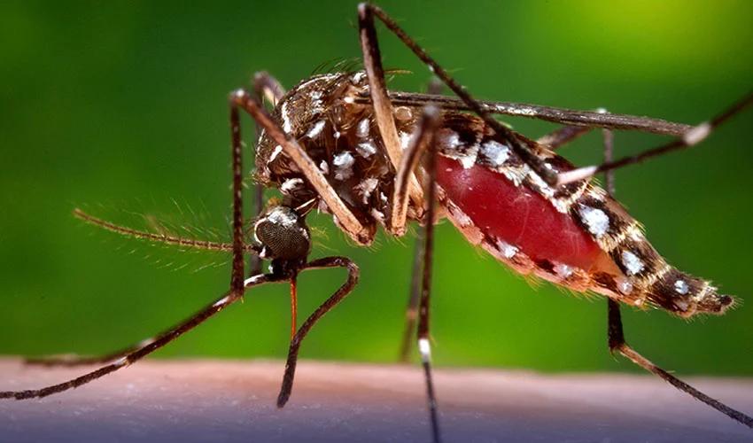 Dengue outbreak on rise, 99 more cases reported