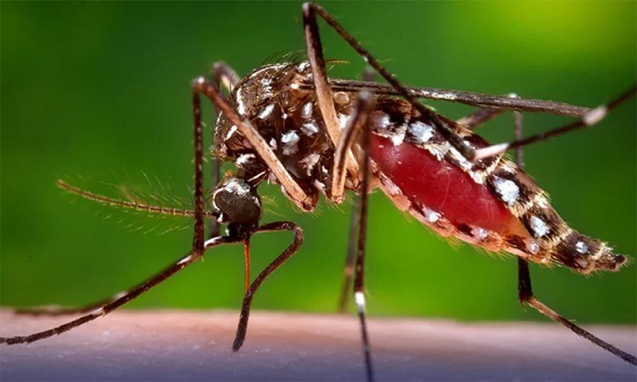 ڈینگی کی وباء میں اضافہ، مزید 99 کیسز رپورٹ