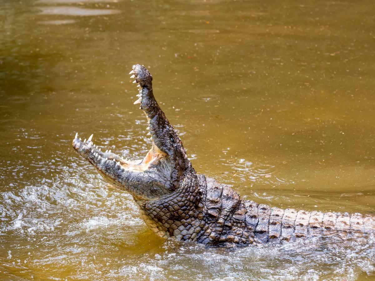 Dozens of crocodiles escape breeding farm amid flooding in China